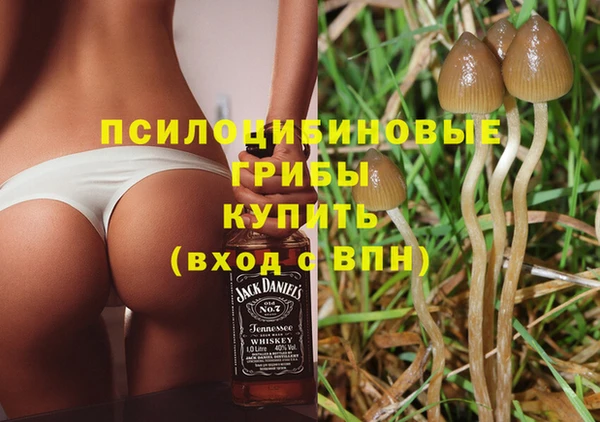 шишки Каменногорск